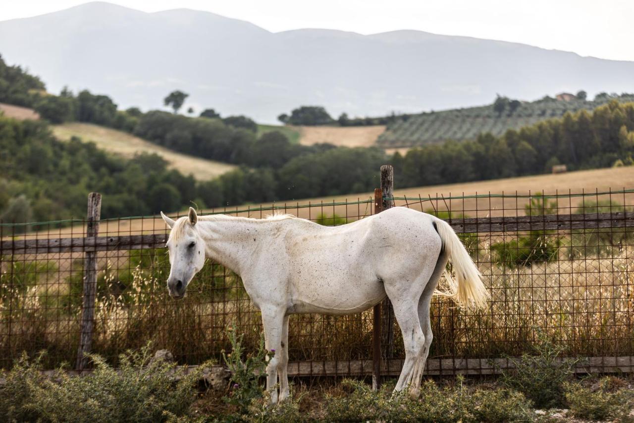 Agriturismo Agrileisuretime 斯波莱托 外观 照片