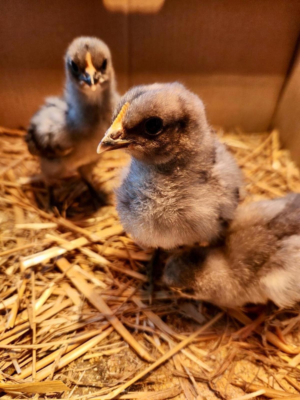 Agriturismo Agrileisuretime 斯波莱托 外观 照片